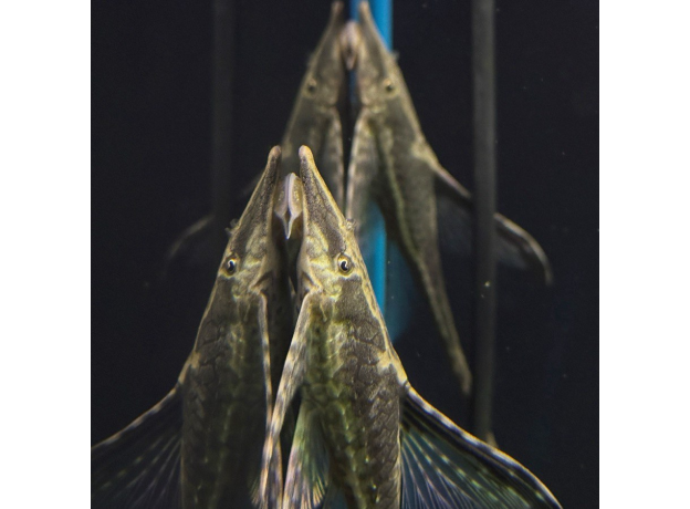 Стурисома панамская (L) (Sturisomatichthys panamens)