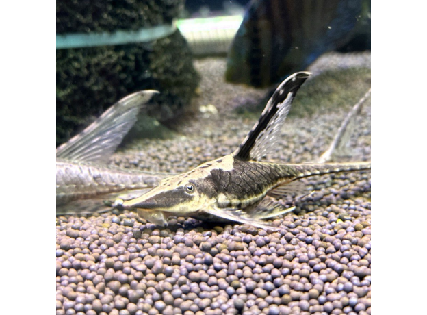 Стурисома панамская (L) (Sturisomatichthys panamens)