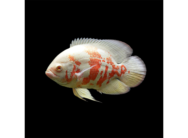 Астронотус красный альбинос XL (Astronotus ocellatus var. Red Oscar albino)