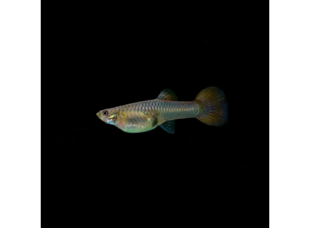 Гуппи Красное кружево (самки) (Poecilia reticulata)