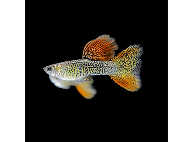 Гуппи Красное кружево (самцы) (Poecilia reticulata)
