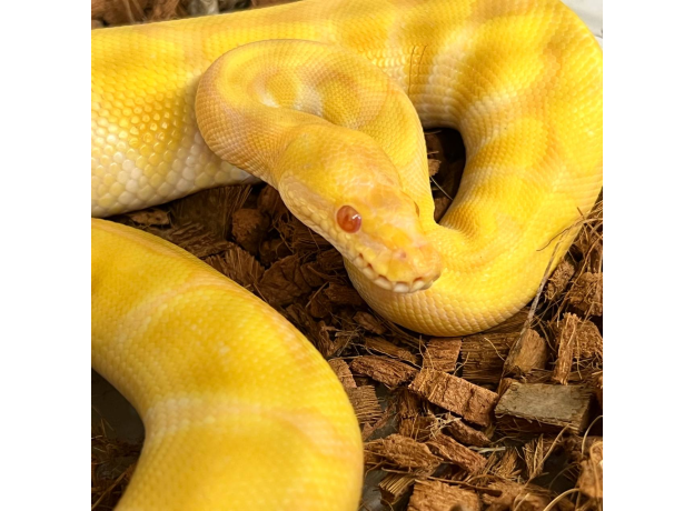 Королевский питон Albino Poss YB, M