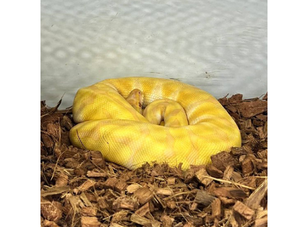 Королевский питон Albino Poss YB, M