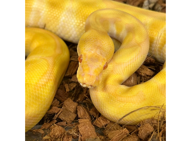 Королевский питон Albino Poss YB, M