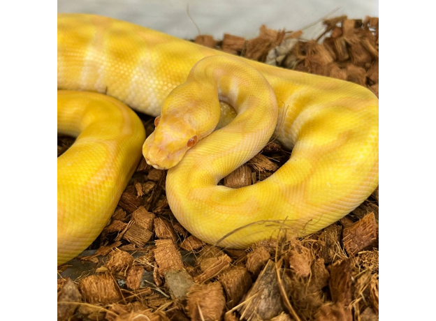 Королевский питон Albino Poss YB, M