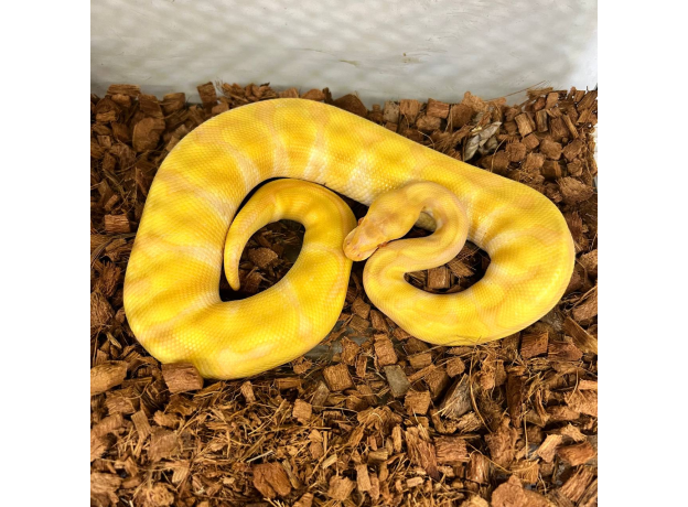 Королевский питон Albino Poss YB, M