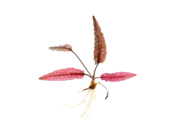 Криптокорина Фламинго (шт) (Cryptocoryne sp. Flamingo)
