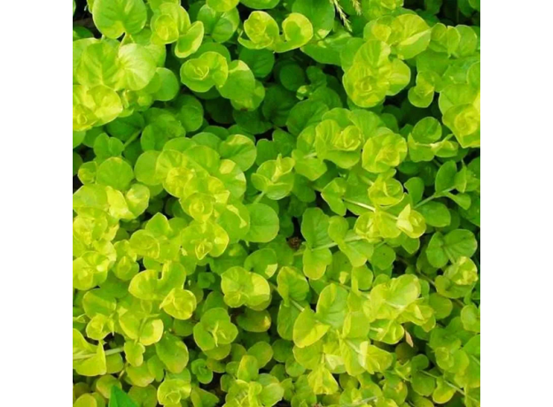 Лизимахия, вербейник монетный (в горшке) (Lysimachia nummularia)