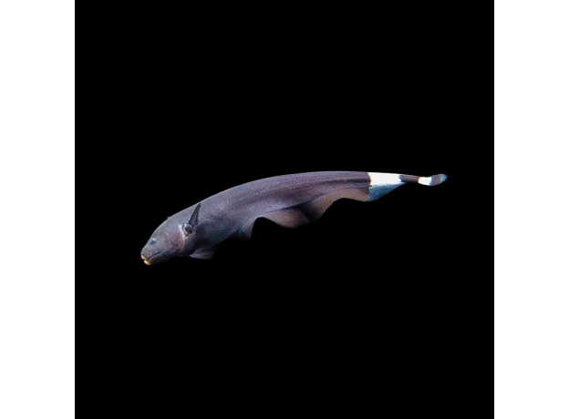 Нож черный (L) (Apteronotus albifrons)
