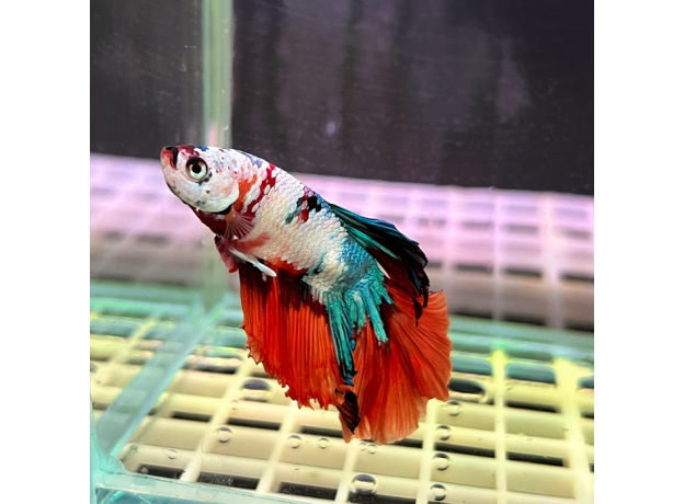 Петушок Супердельта Кои (самец) (Betta splendens)