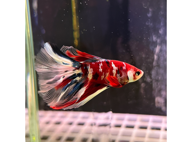 Петушок Супердельта Кои (самец) (Betta splendens)