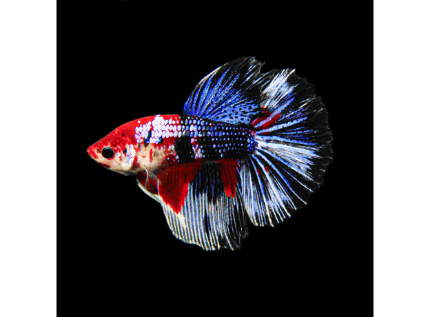 Петушок Супердельта Кои (самец) (Betta splendens)