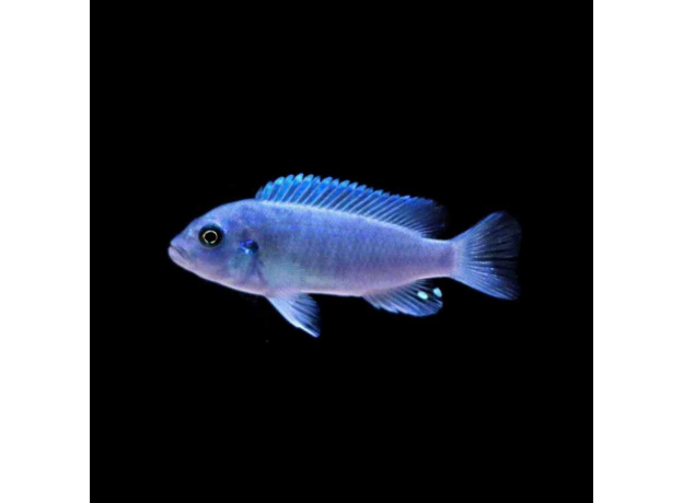 Псевдотрофеус зебра голубая Cobalt Blue M (Maylandia callainos Cobalt Blue)