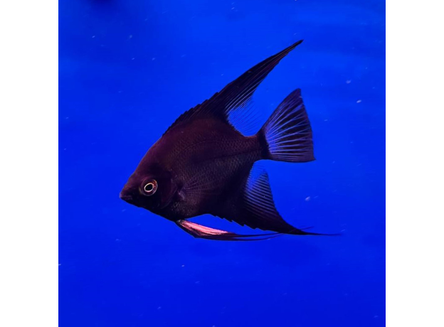 Скалярия болгарская черная (Pterophyllum scalare var.)