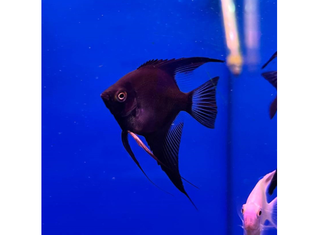 Скалярия болгарская черная (Pterophyllum scalare var.)
