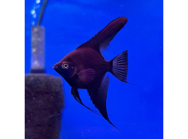 Скалярия болгарская черная (Pterophyllum scalare var.)
