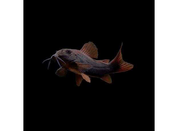 Сом коридорас венесуэла блэк XL (Corydoras sp. Black Venezuela)