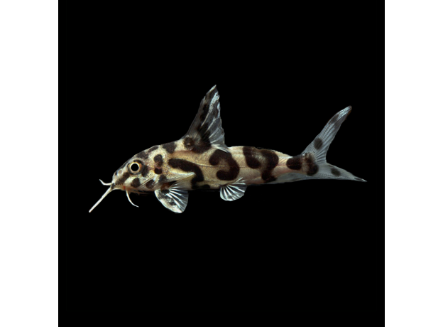 Сом синодонтис мультипунктатус*декорус гибрид (S. mulitpunctatus x s. decorus)