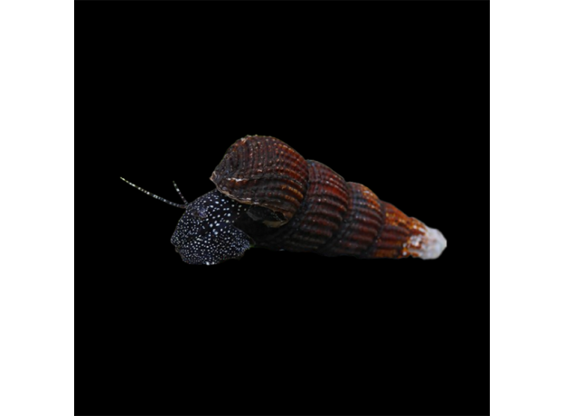 Улитка Тиломелания Кролик в белую точку (Tylomelania patriarchalis)