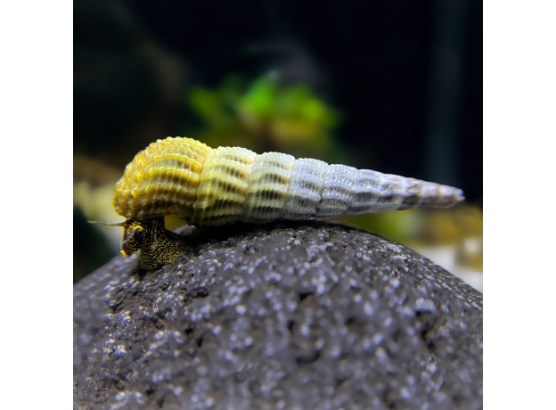 Улитка Тиломелания гималайский кролик (Tylomelania marwotoae, Hymalaya)