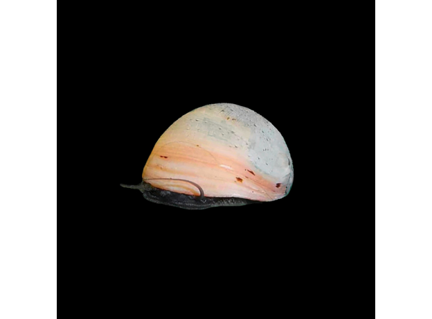 Улитка каска белая (Neritina pulligera)