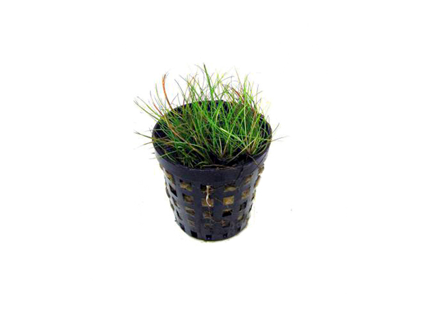 Элеохарис парвула мини (в горшке) (Eleocharis parvula mini)