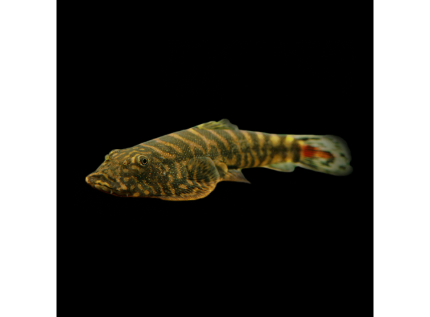 Гастромизон краснохвостый SK2 (Gastromyzon sp. SK2 Red Tail)