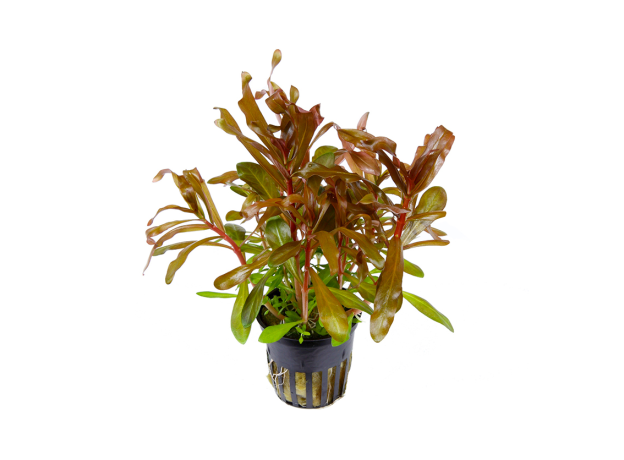 Незея толстостебельная, красная (в горшке) (Nesaea crassicaulis)