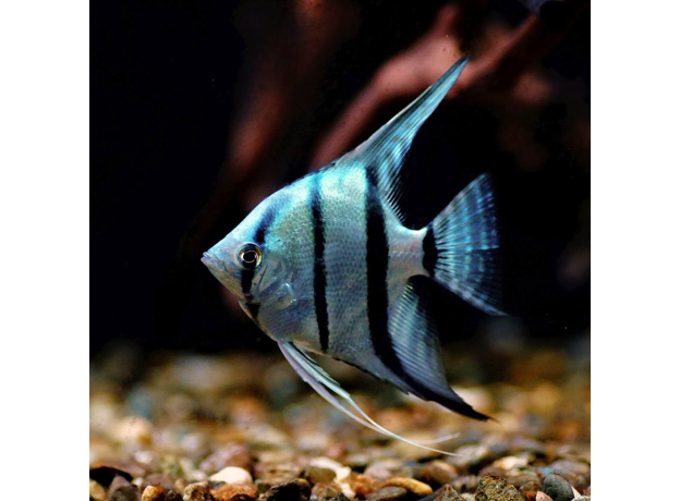 Скалярия голубая М (Pterophyllum scalare var.)