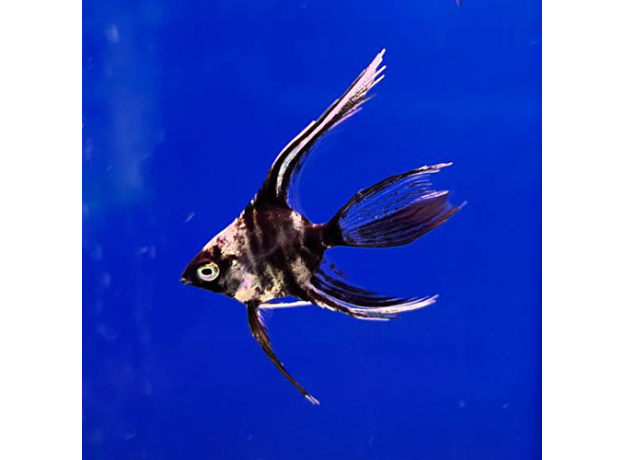 Скалярия мраморная вуалевая S (Pterophyllum scalare var.)