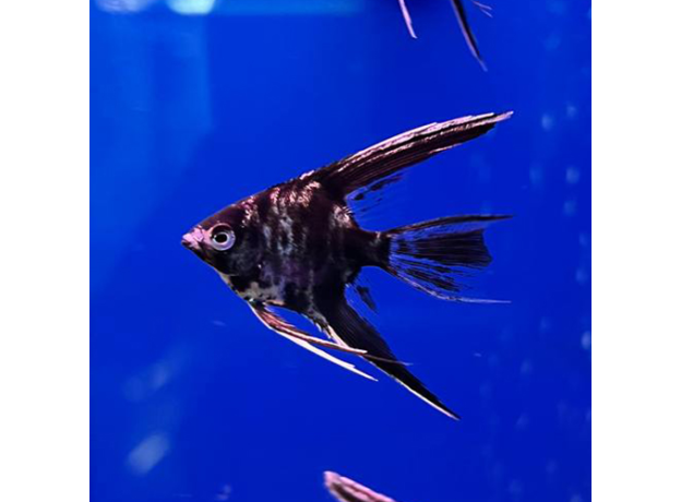 Скалярия мраморная вуалевая S (Pterophyllum scalare var.)