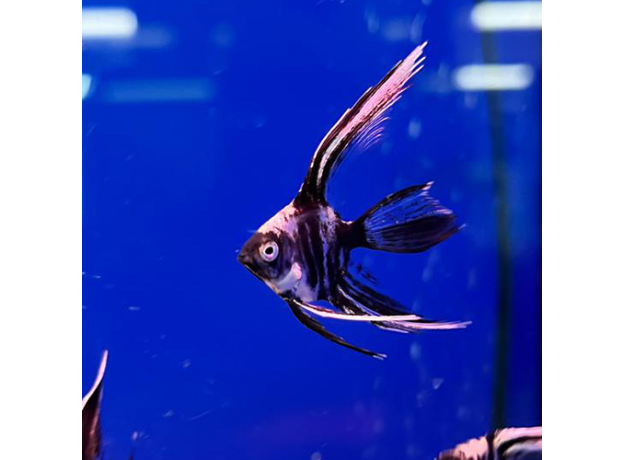 Скалярия мраморная вуалевая S (Pterophyllum scalare var.)