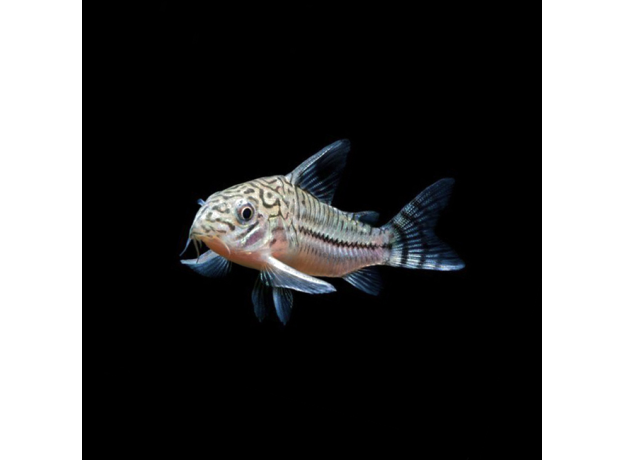 Сом коридорас трилинеатус (Corydoras trilineatus)
