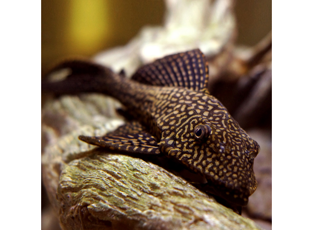 Сом птеригоплихт оранжевый мрамор L (Pterygoplichthys gibbiceps)