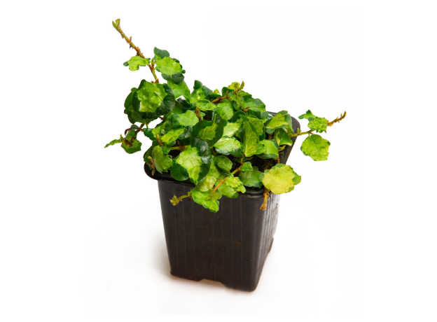 Фикус (Ficus Wishes Tricolor)