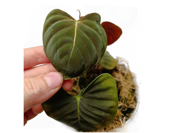 Филодендрон (Philodendron Lupinum)