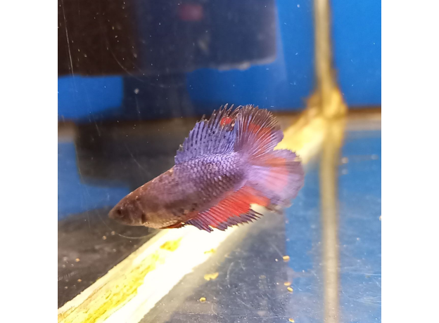 Петушок двухвостый (самка) (Betta Splendens)