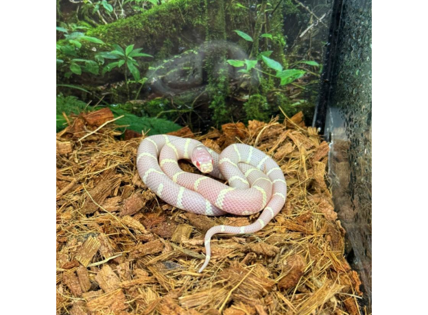 Королевская змея, californiae Albino Banded