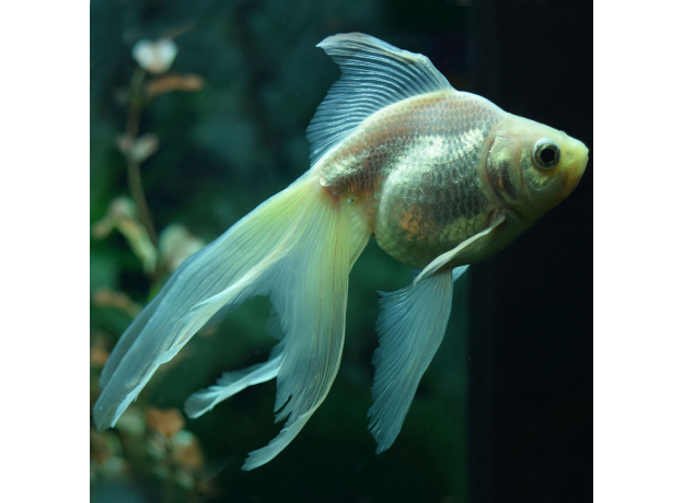 Золотая рыбка Веерохвост белый M (Carassius auratus auratus)