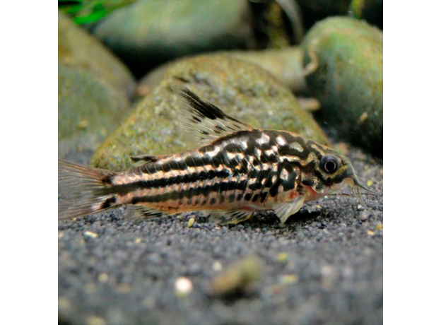 Сом Коридорас напоэнсис (Corydoras napoensis)