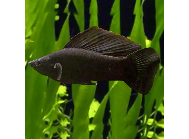 Велифера черная (Poecilia velifera)