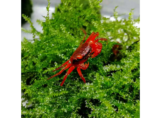 Краб вампир Красный томат (самка) (Geosesarma sp.)