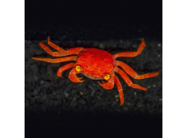 Краб вампир Красный томат (самка) (Geosesarma sp.)