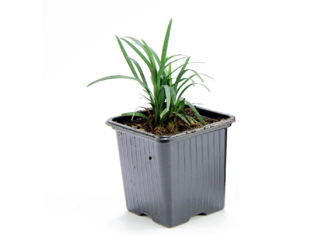 Офиопогон японский карликовый, японский ландыш (Ophiopogon japonicus)