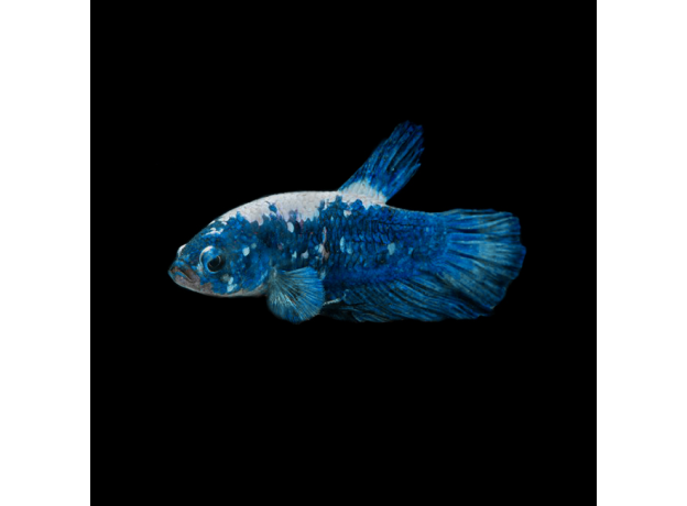 Петушок плакат панда синий (самец) (Betta Splendens)