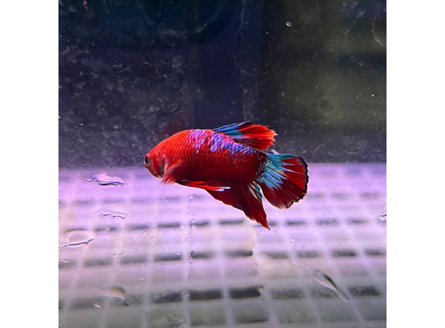 Петушок хеллбой (самец) (Betta Splendens)