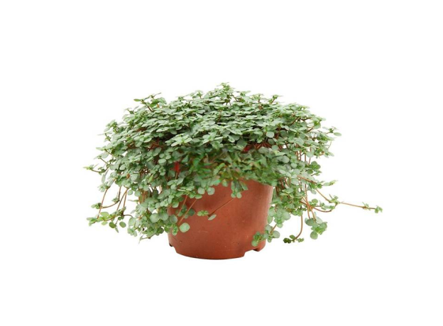 Пилея (Pilea Glauca) СВ