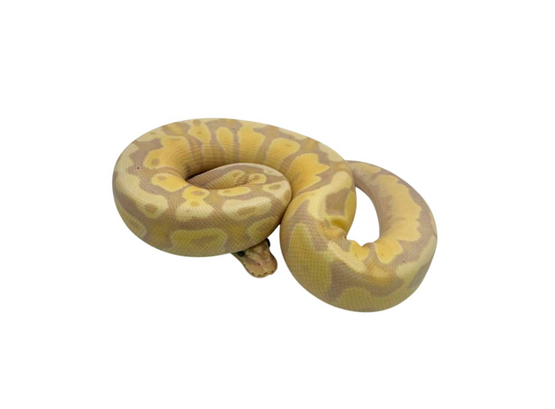 Королевский питон Banana Super pastel Fire самка