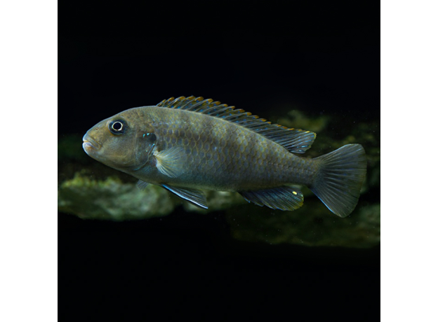 Псевдотрофеус Ред Топ Ндумби (Pseudotropheus perspicax var. Red Top Ndumbi)