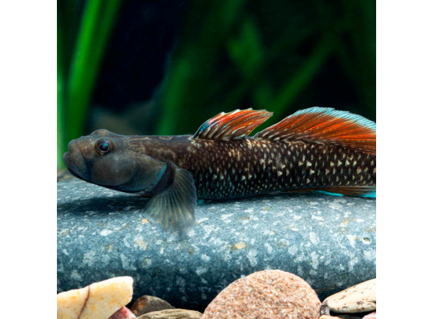 Бычок чжоу, алый (Rhinogobius zhoui)